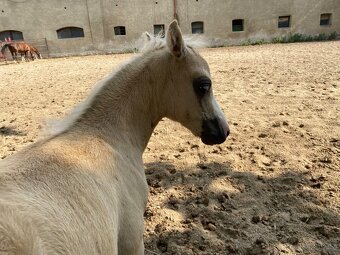 Pony kobylka - 4