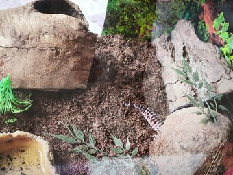 Geckon noční - 4