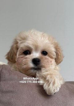 Chlapeček Maltipoo f1 - 4