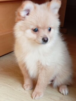 Německý Špic / Malý / Trpasličí X Pomeranian - 4