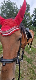 Achaltekinský čtyřletý valach - 4