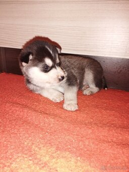 Sibiřský husky - 4