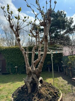 Bonsaj bonsai Japonský Šeřík - 4