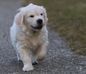 Golden retriever - psík s PP - 4