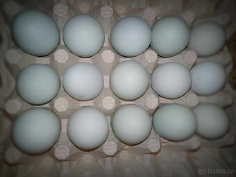 Prodám NV araukana lavender, amrox a dvorní mix - 4