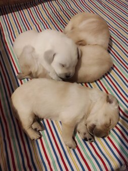Štěňata labradorského retrívra - 4
