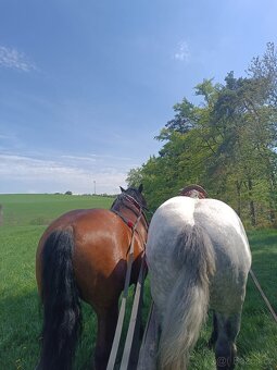 Chladnokrevnik X Percheron - 4
