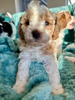 🐶 CAVAPOOCHON ŠTĚŇÁTKA – PRVNÍ VRH NAŠICH RODINNÝCH MAZLÍKŮ - 4
