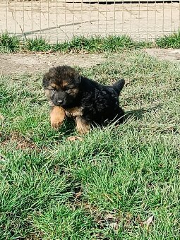 NĚMECKÝ OVČÁK s PP - 4