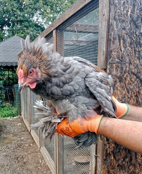 Kohouti Brahmánka velká - 4