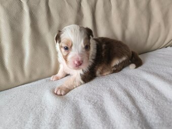 Australsky ovčak - 4