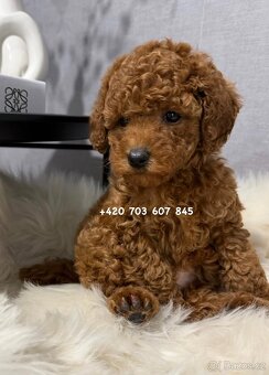 Chlapeček toy pudl | TOY POODLE red brown boy Gregy - 4