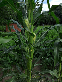 Puk.kukuřice (dom. popcorn) semena 3 druhy - 4
