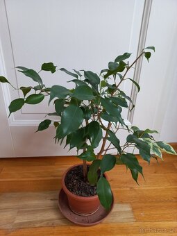 Ficus benjamina - 4
