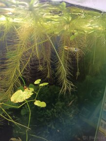 Endlerky Yellow tiger - 4