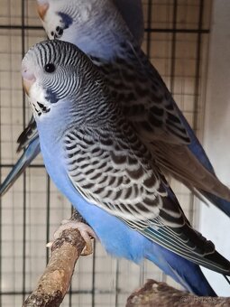 Prodám andulky rok 2025 - 4