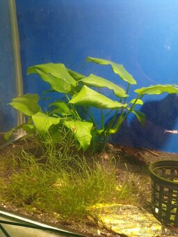 Prodám přebytky akvarijních rostlin - 4