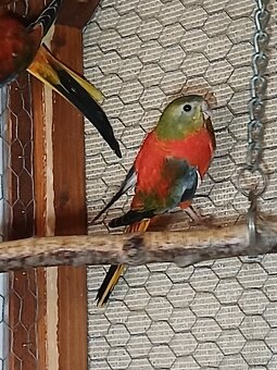 Neofema tyrkysova - 4