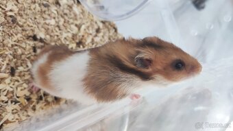 Křeček syrský - 4