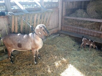 Anglonubijská koza - 4