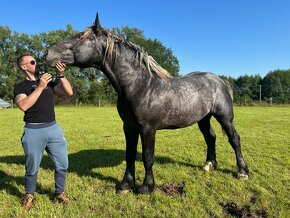 Percheron, 3 roky - 4