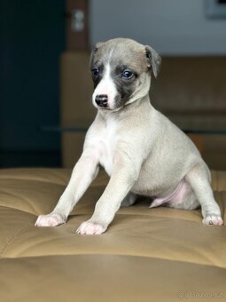 vipet/whippet štěňátka - 4