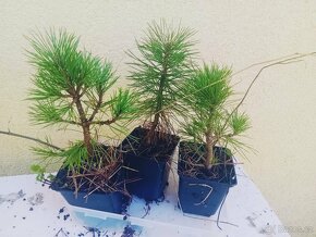 Borovice sibiřská - Pinus sibirica - Sibiřský cedr - 4
