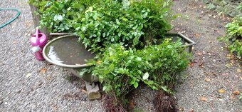 Habr na živé ploty. - 4