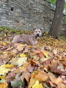 Americký stafordšírský Teriér - 4