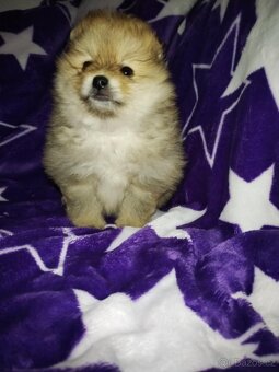 Pomeranian- německý špic - 4