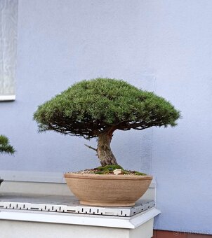 Borovice lesní bonsai - 4