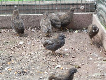 Křepelka čínská prodej - 4