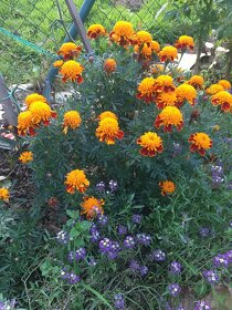 Semena kvetin Luštěnice, Krasenka, afrikany a jiné - 4