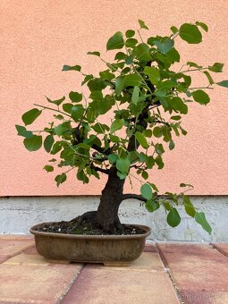 Bonsai, Bonsaj, mahalebka, solitéra - 4