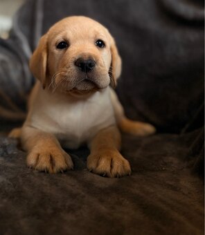 Labrador s PP,tři světlá štěňátka - 4