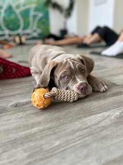 American Bully - 4