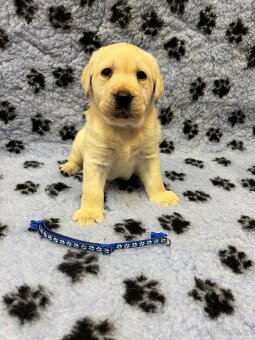 Štěňátka Labradorský retriever s PP - 4