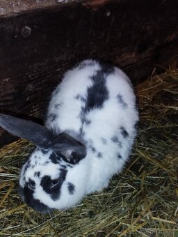 Neměcky obrovitý - 4