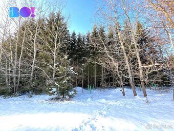 Prodej lesa, 43 856 m², Stržanov - 4