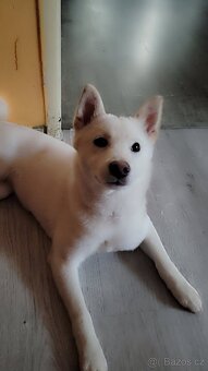 Shiba inu - 4