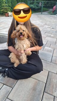 Cavapoo - 4