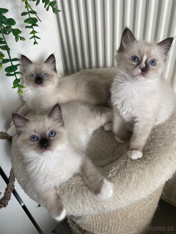 Nádherní 3 kocourci Ragdoll bez pp - 4