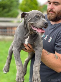American bully xl/xxl Pitbull xxl - 4
