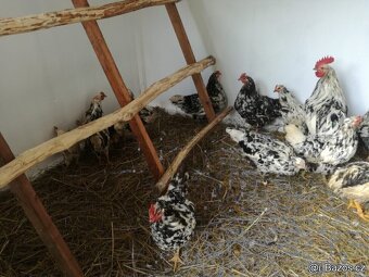 VLASKA EXCHEQUER loňští kohoutci - 4