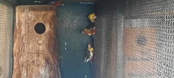 Prodám Rosela Penant straka - 4