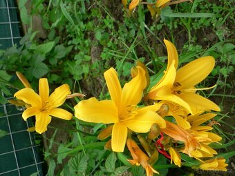 TRVALKY, SKALNIČKY, BYLINKY - 4