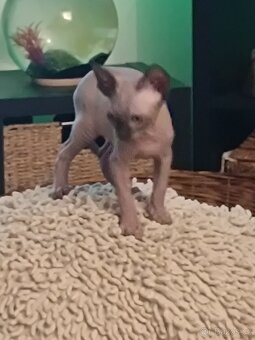 SPHYNX koťata bez PP - 4