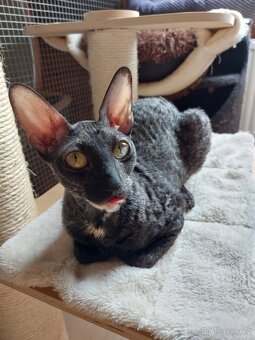 Cornish Rex - 4
