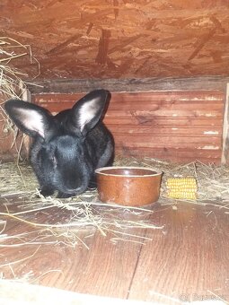 Pprodej králíků - 4