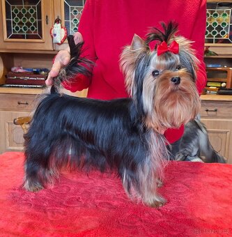 Yorkshire terrier s PP - psík - 4